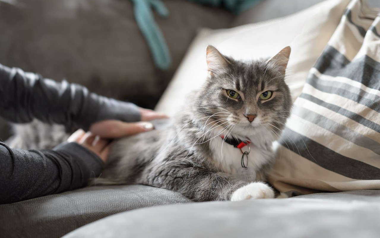 accarezzare il gatto sulla schiena