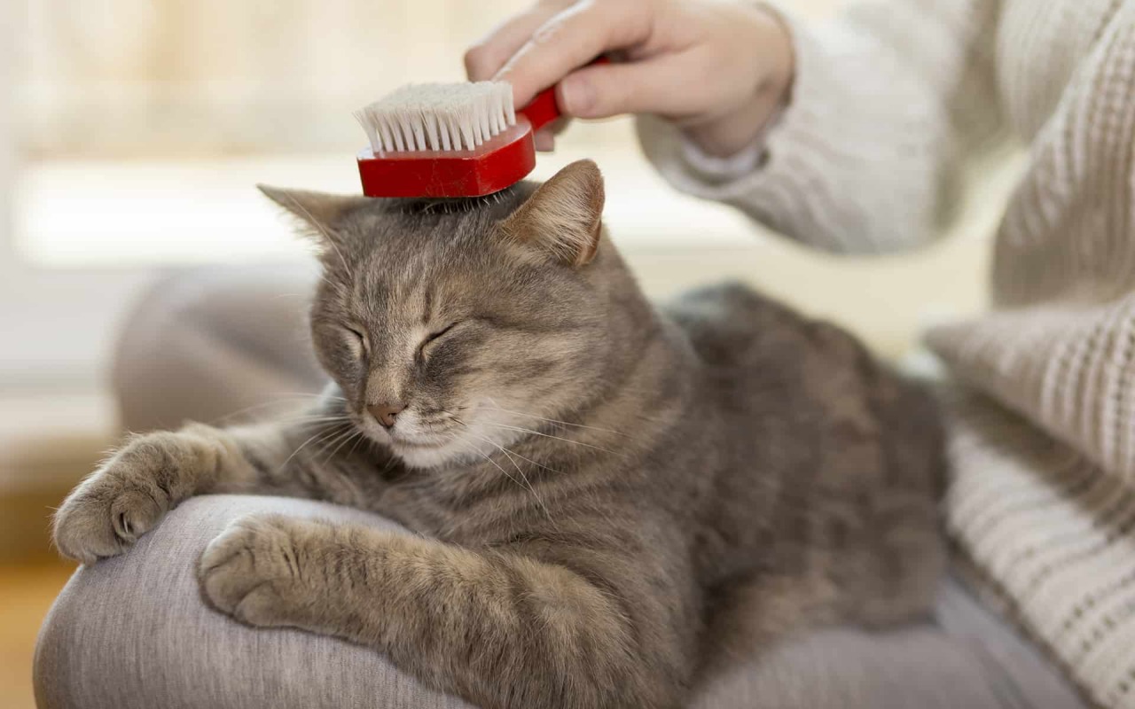 spazzolare il gatto in casa