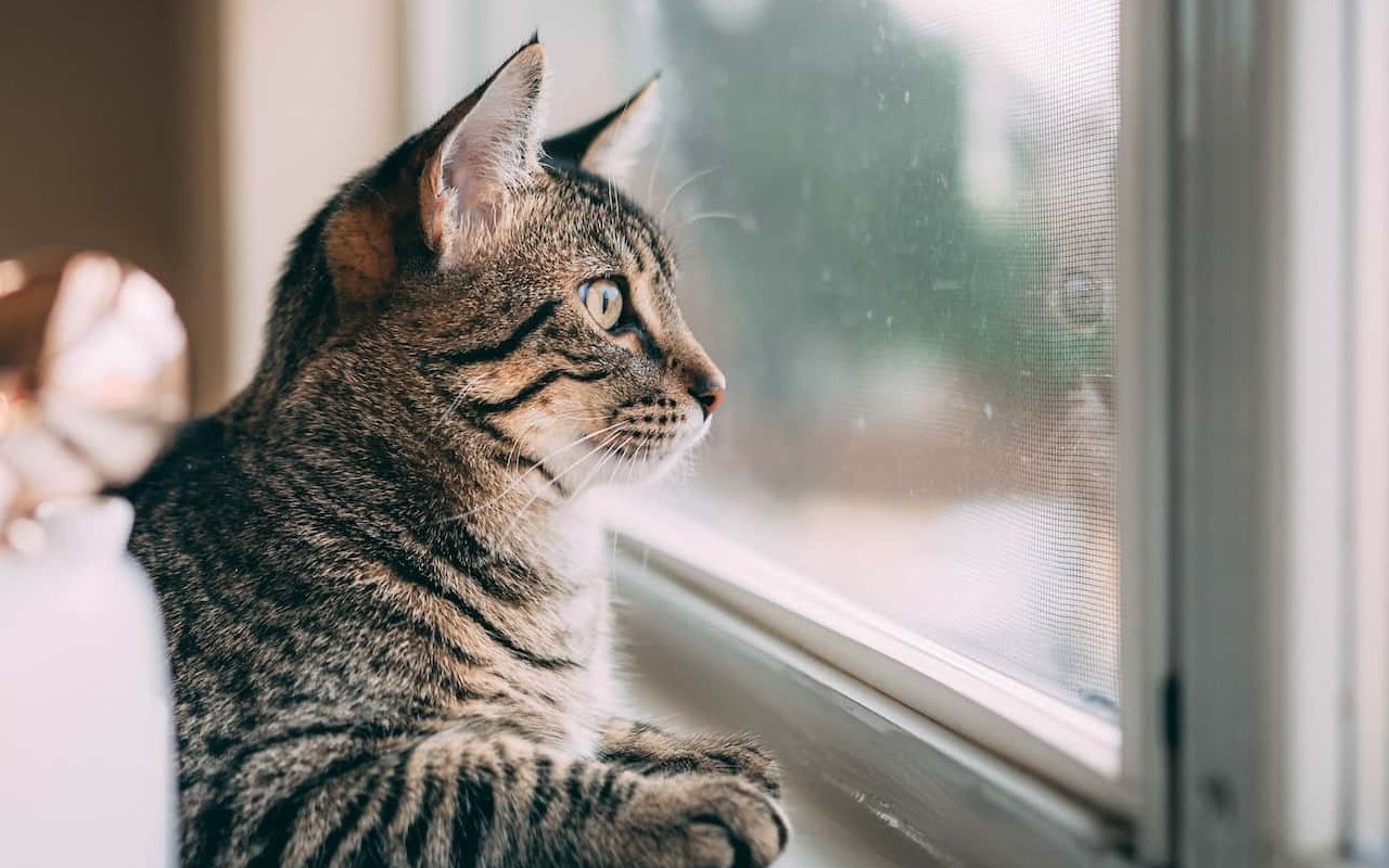 gatto che guarda fuori dalla finestra