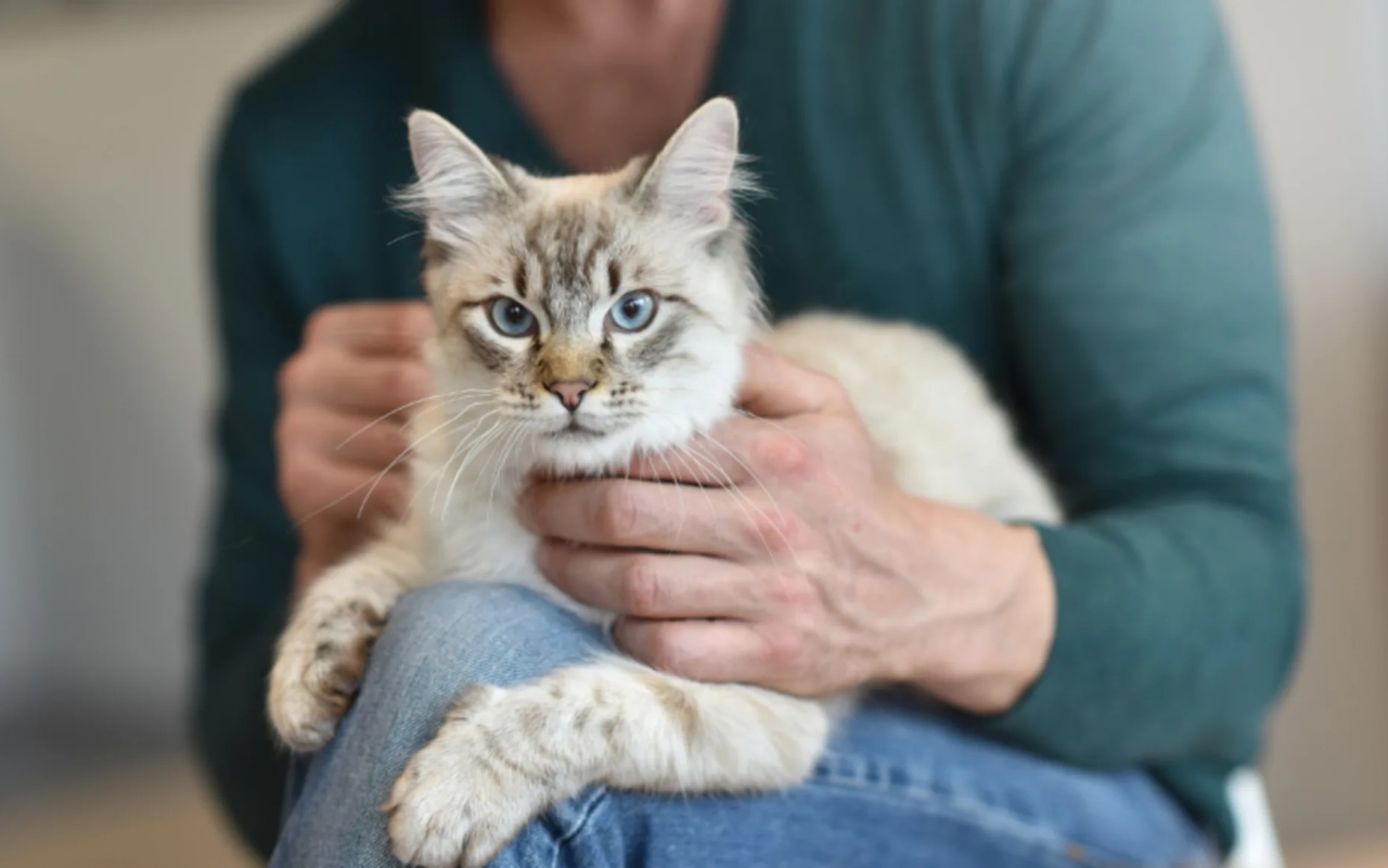 gatto in braccio al proprio umano