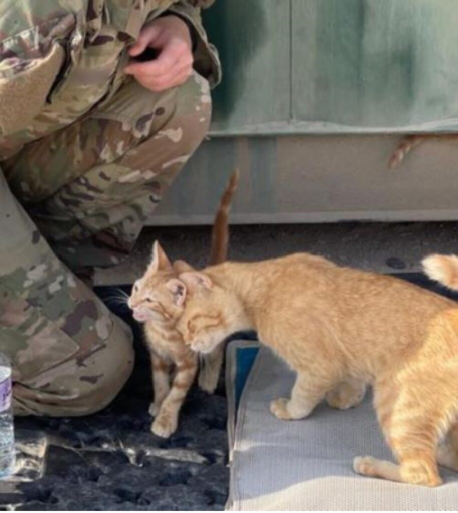 una mamma gatta con i suoi gattini