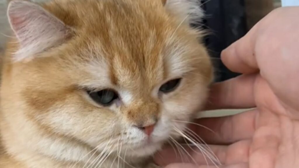 gatto con pelo arancione