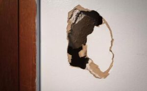 La donna sente qualcosa che si muove nel muro: non immaginava che un gatto sarebbe sbucato fuori proprio da lì (VIDEO)