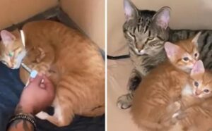 Papà gatto si fa avanti per controllare che i suoi gattini stiano bene, mentre mamma gatta riposa e si riprende (VIDEO)