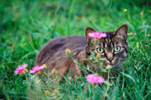 Parassiti dei gatti in primavera: i rischi e come prevenirli