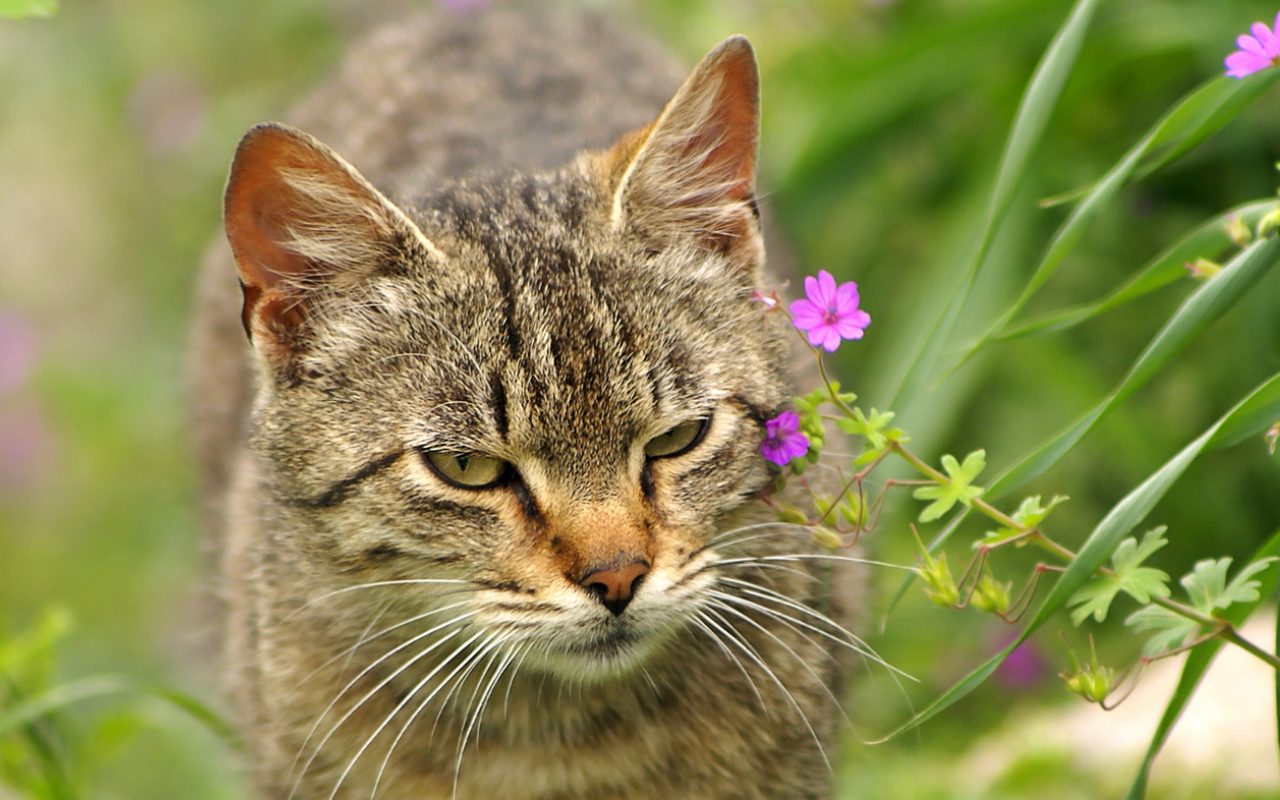 gatto infastidito