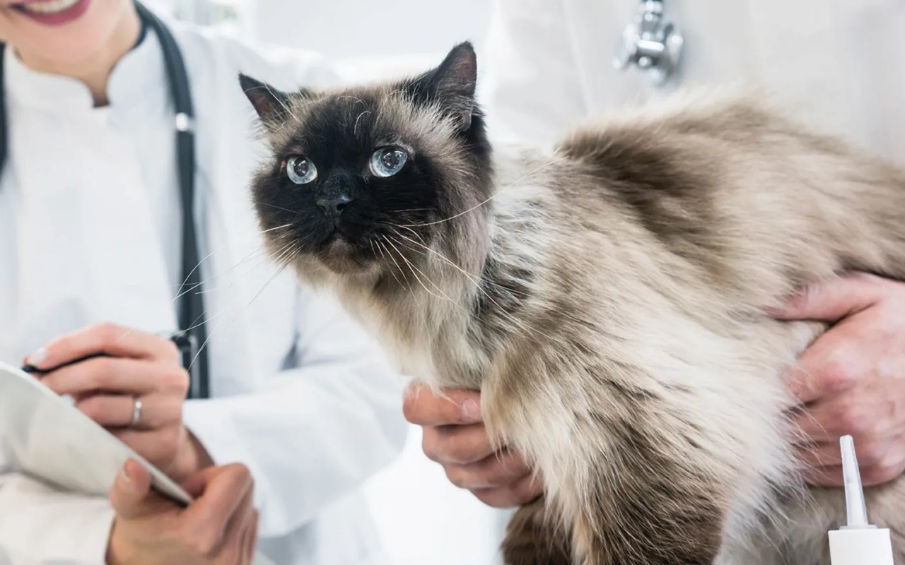 gatto dal veterinario 