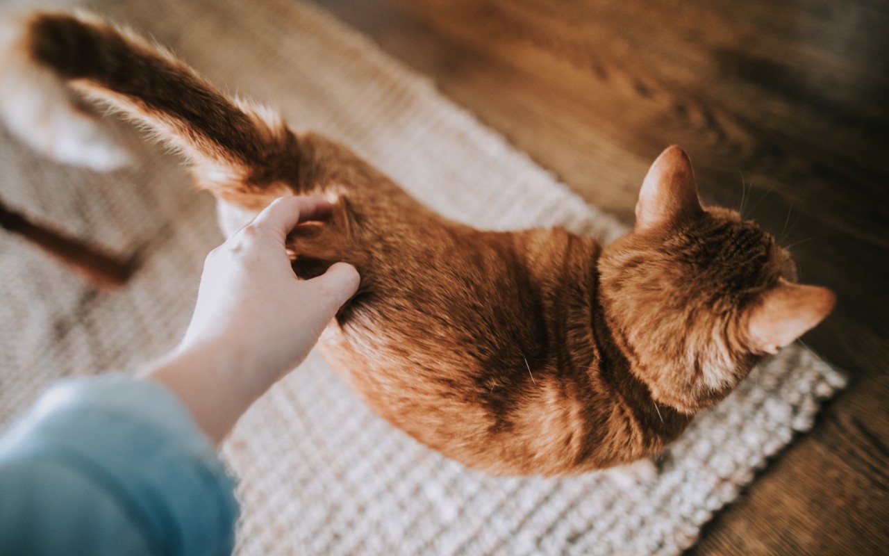 grattare la schiena del gatto