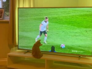 Questo gatto vuole essere un campione: non smette di provare a giocare a calcio quando lo vede in televisione