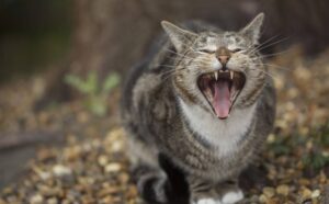 Stavano solo facendo una passeggiata nella natura: la coppia non immaginava che un gattino li aspettava tra gli arbusti