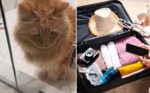 Il suo papà umano inizia a preparare la valigia e il gatto comincia a fare di tutto per fargli capire che non è felicissimo
