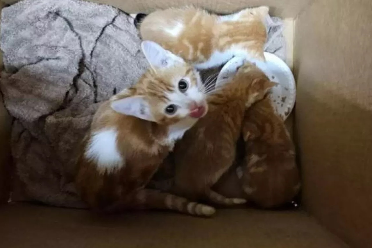 Gattini abbandonati