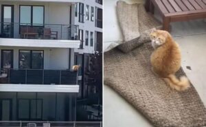 Stava passaggiando sotto casa, poi ha guardato in alto e ha visto il gatto: è dovuta subito scappare a casa