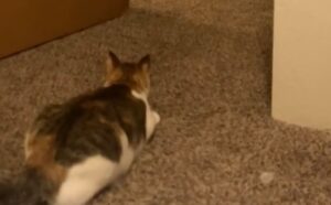 Questo papà umano ha imparato a sfruttare a suo vantaggio gli scatti del gatto alle prese con il laser (VIDEO)