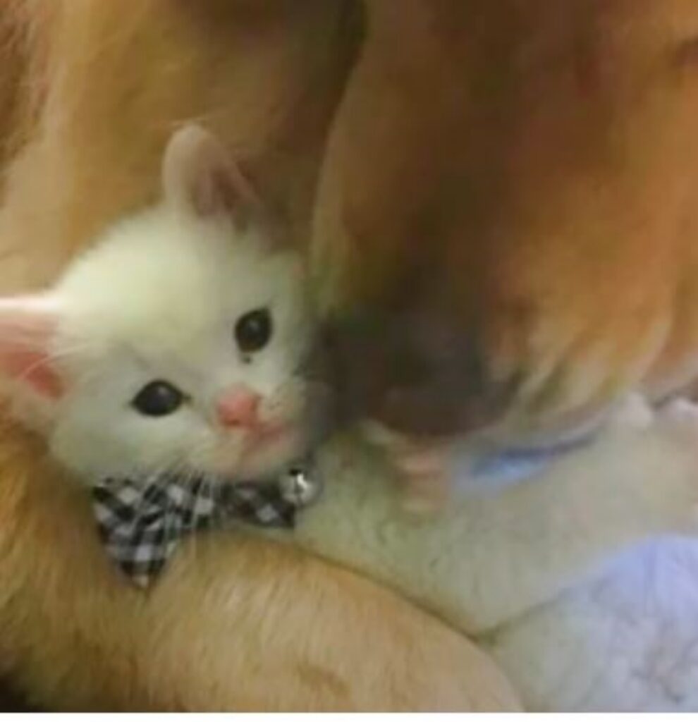 un cane con un gattino bianco