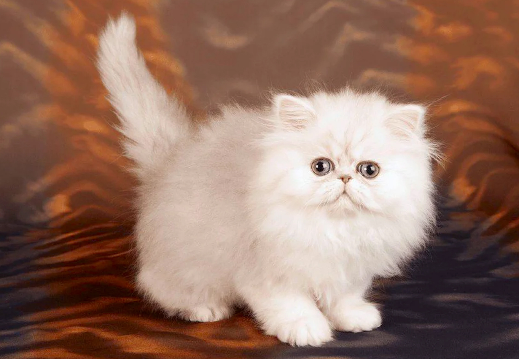 gatto persiano in miniatura