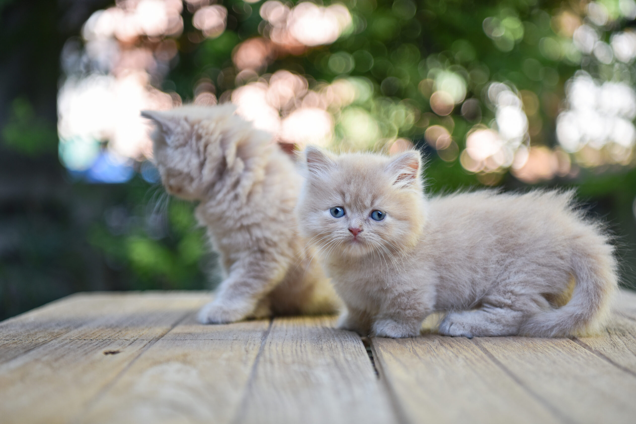 gattini piccoli