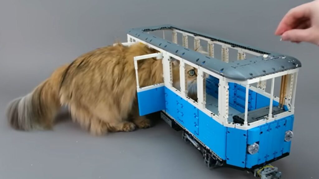 gattino che entra nel treno