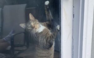 Il gatto che ha provato il brivido di una vita all’aperto dopo una fuga adesso non vede di nuovo l’ora di scappare (VIDEO)