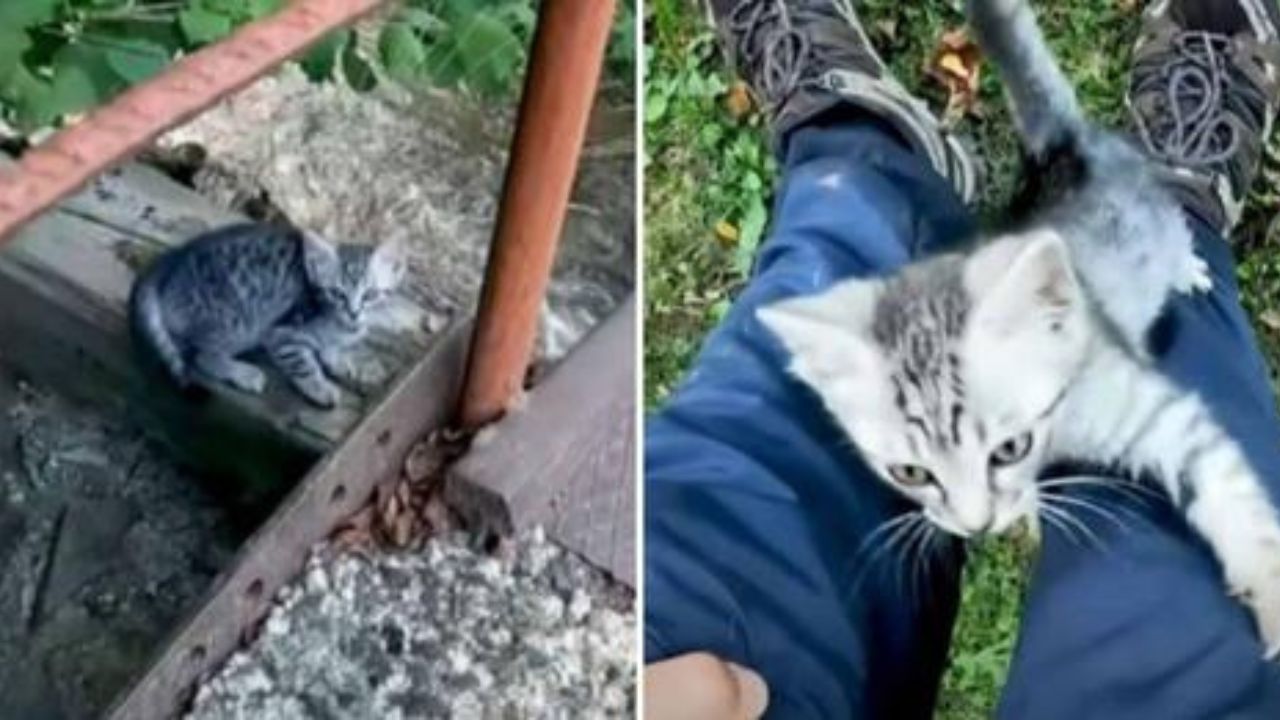 uomo incontra gatto durante una passeggiata