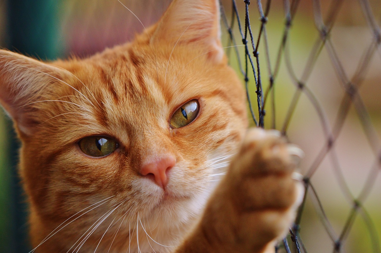 Gatto sulla recinzione