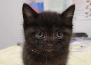 “È il gattino più responsabile del mondo”:così questo gattino si prende cura di tutti gli altri mici in difficoltà