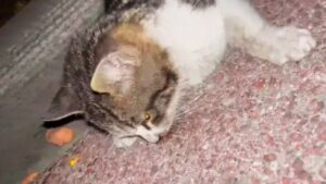 Ammalato e debole, questo gatto è crollato sul ciglio della strada e non è riuscito a rialzarsi – Video