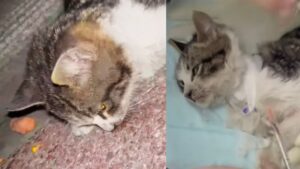 Ammalato e debole, questo gatto è crollato sul ciglio della strada e non è riuscito a rialzarsi – Video