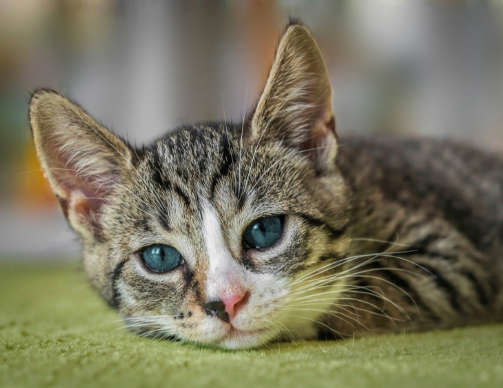 Gatto guarda in avanti