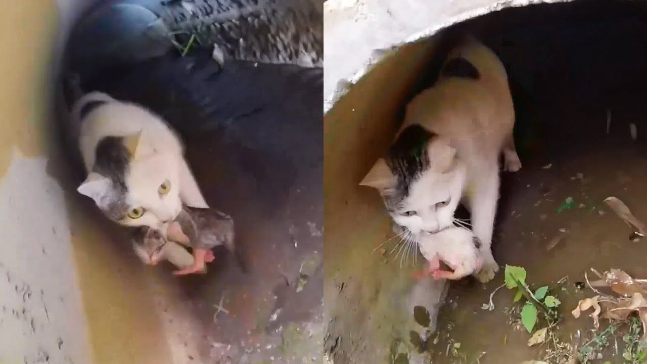 Mamma gatta lanciata in acqua per salvare cuccioli