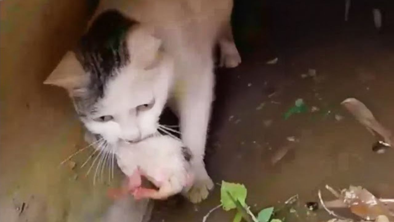 Mamma gatta salva piccolo