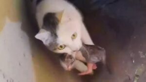 Anche se rischiava di annegare, mamma gatta si è lanciata più volte in acqua pur di salvare i suoi gattini – Video