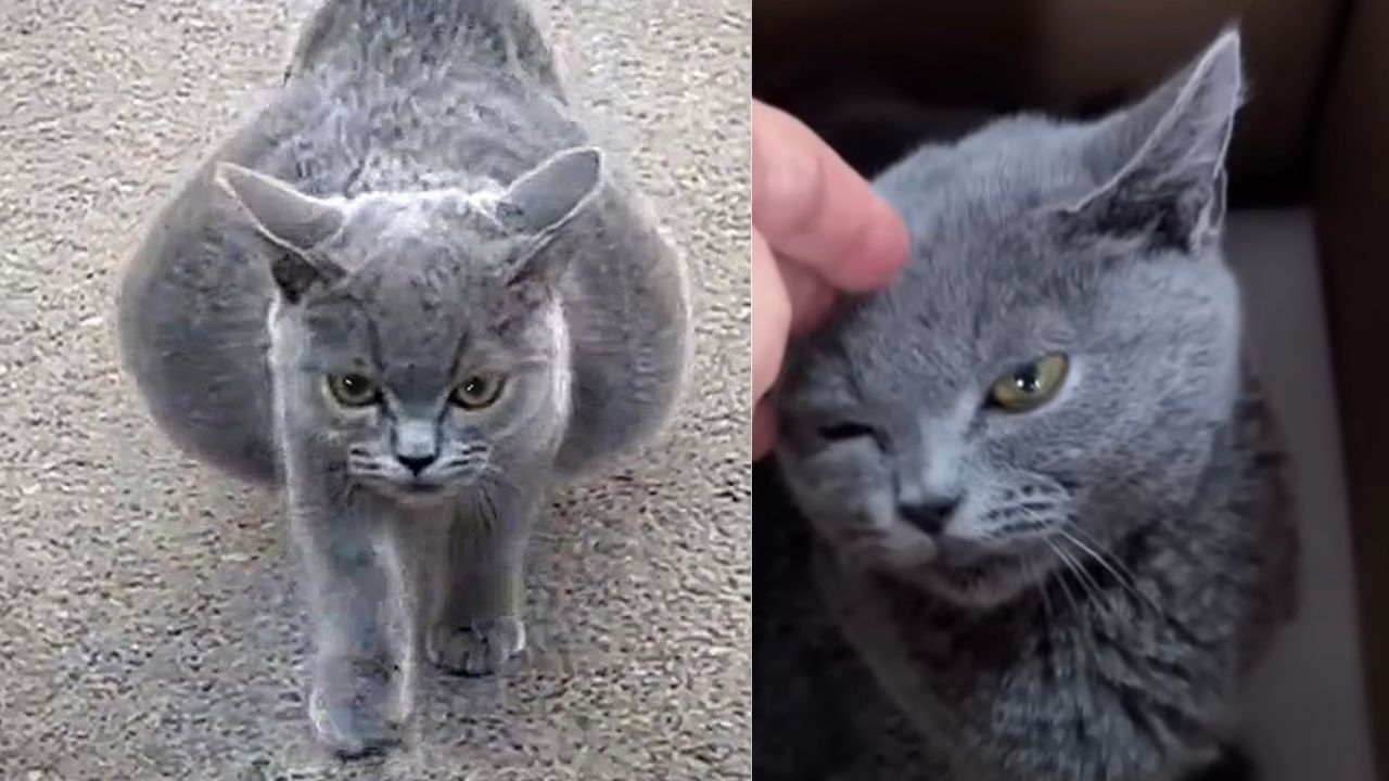 Gatto dal pelo grigio