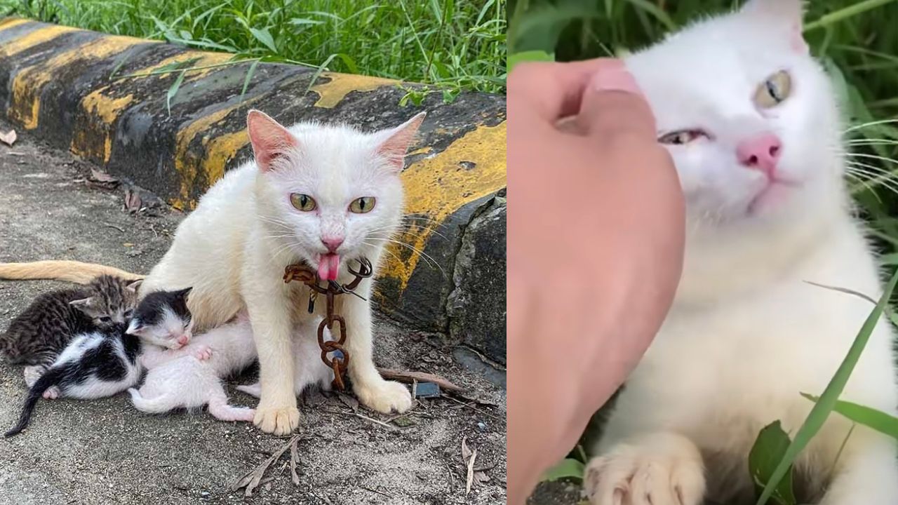 Mamma gatta incatenata al ciglio della strada