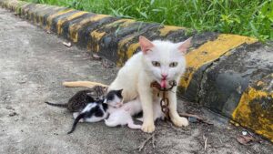 Avevano incatenato mamma gatta al ciglio della strada e con lei c’erano i suoi gattini: li hanno salvati per un soffio – Video