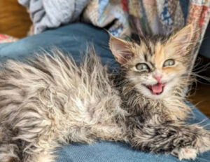 Come piccoli leoni pronti a ruggire: queste 5 foto di gattini che miagolano vi riempiranno di tenerezza
