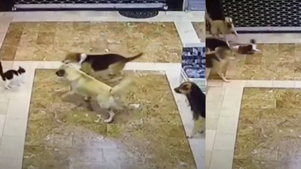 Mamma gatta mette il suo cucciolo in salvo dai cani