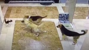 Coraggiosissima: così questa mamma gatta salva il suo gattino da un gruppo di cani – Video