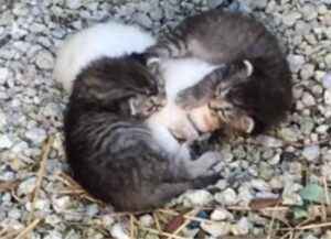 Disperati, i gattini hanno cercato di abbracciare la sorella per darle un pizzico di conforto mentre tremava