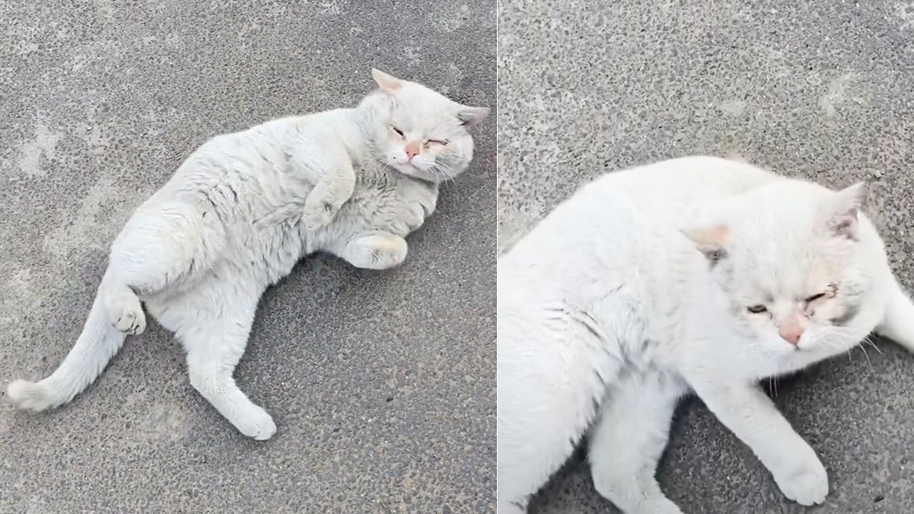 Gatto randagio dal pelo bianco