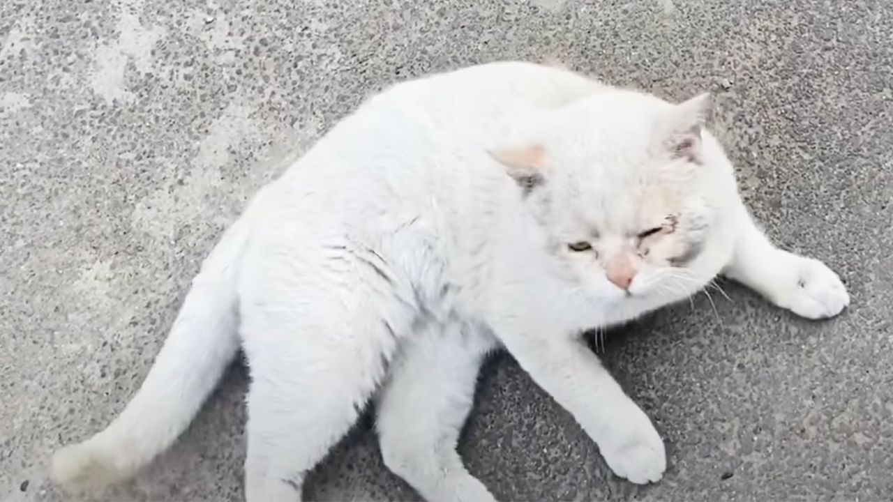 Gatto dal manto di colore bianco