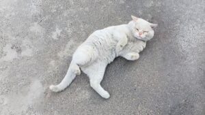 Dopo tanto tempo per strada il gatto avvista un soccorritore e gli mostra la pancia: ha bisogno d’amore – Video