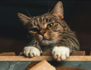 È poco ma sicuro: queste foto dimostrano che i gatti ottengono tutto quello che vogliono (specie se si tratta di cibo)