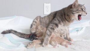 Era gonfia e grossa, per un motivo: questa mamma gatta randagia ha dato alla luce ben 10 gattini – Video