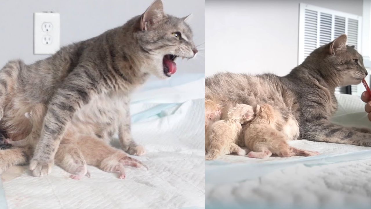 Mamma gatta protegge i cuccioli