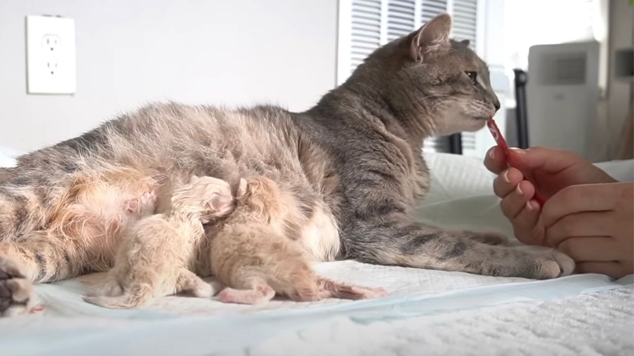 Mamma gatta coi cuccioli