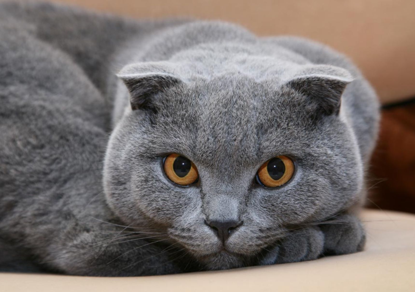 gatto con occhi ambra