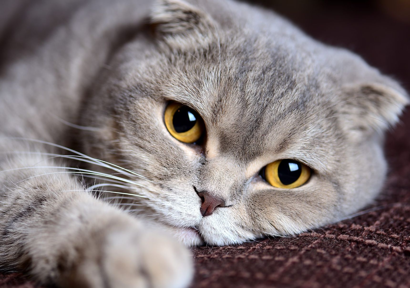 gatto dallo sguardo dolce