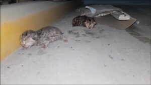 Hanno sentito miagolare disperatamente, ed eccoli lì: i gattini appena nati erano disperati e mamma gatta non c’era – Video