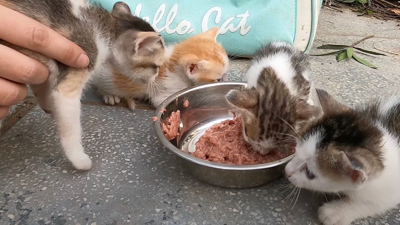 Gattini intenti mangiare